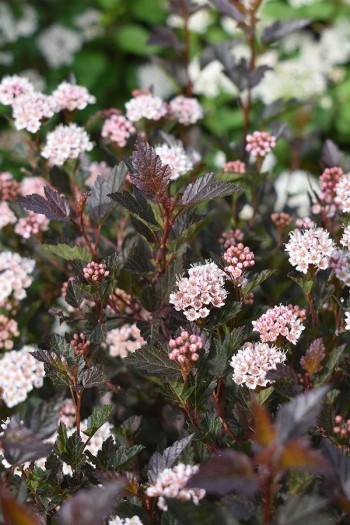 Пузыреплодник калинолистный Литл Девил | Пухироплідник калинолистий Літл Девіл | Physocarpus opulifolius Little Devil